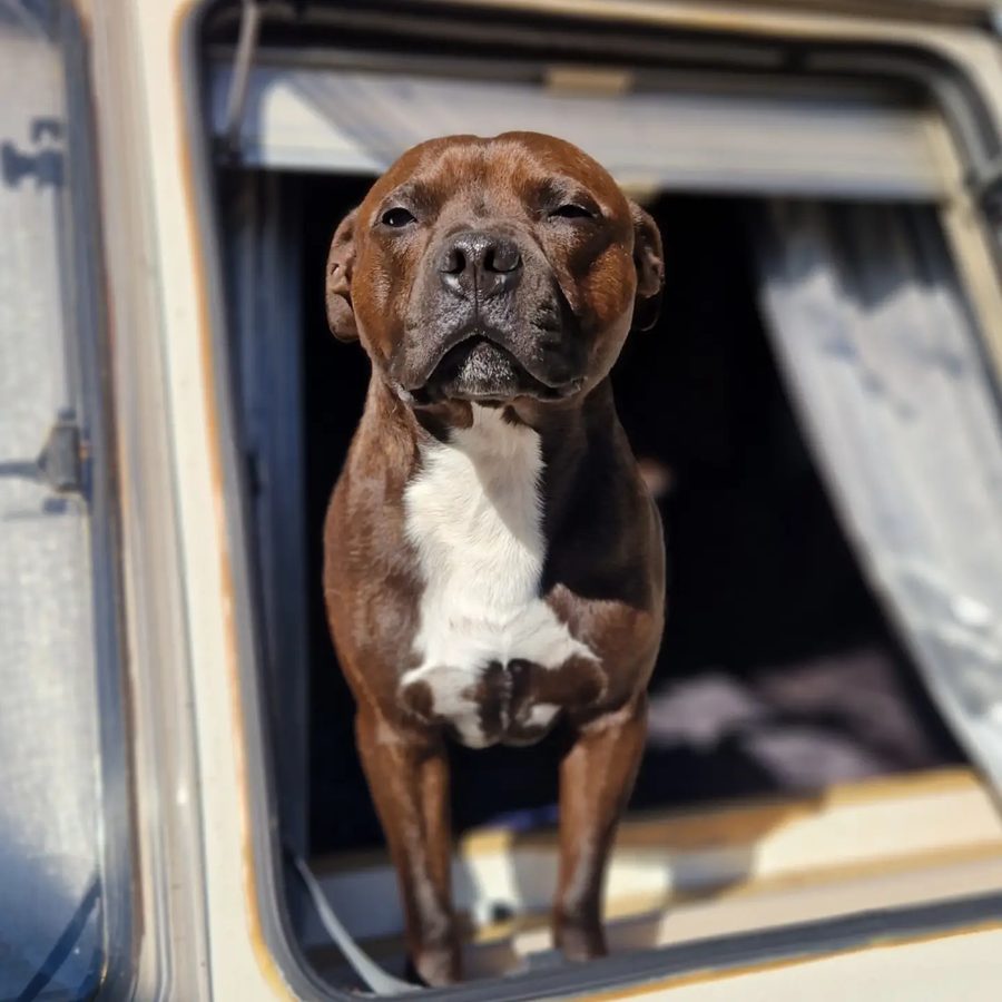 Boss, Kevin's Staffordshire Bull Terrier and van companion at Mr Green Oven Clean